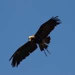 Aquila Bojnice