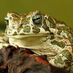 Bufo viridis - 5
