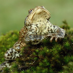 A just nebudem pozovať