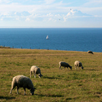 Holandské pobřeží #2