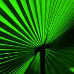 Křivky naší kytky