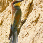 vážka rudá ... aji :)