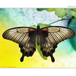 ... Great Mormon (Papilio memnon) ...
