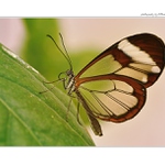 ... Nero Glasswing (Greta nero) ...