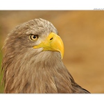 ... Pohled dravce ...