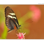 ... Cyndo Longwing (Heliconius cyndo chioneus) ...