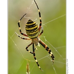 ... Křižák pruhovaný - Argiope bruennichi  ...