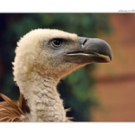 ... Sup bělohlavý ...