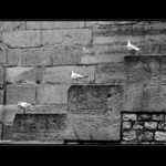 Paris birds hierarchy