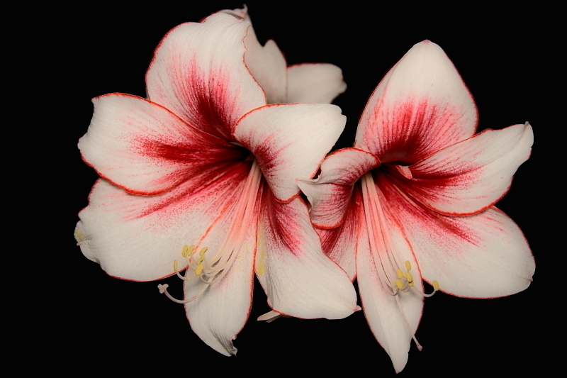Amarilis