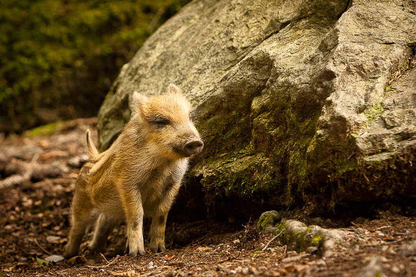 Diviak lesný (Sus scrofa)