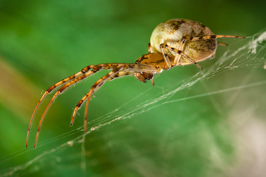 Pavúčik pútniček