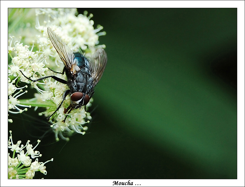 Moucha ...