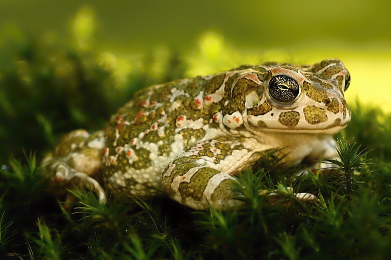 Bufo viridis - 6