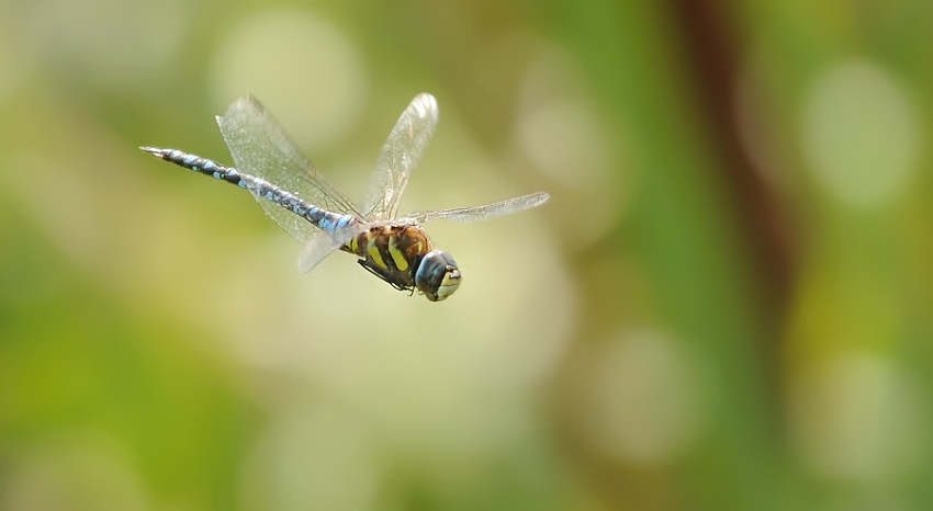 fly