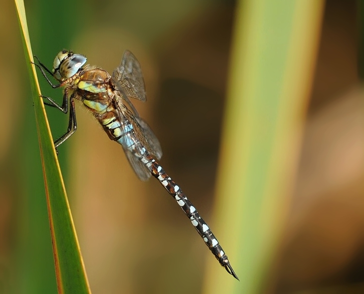 fly