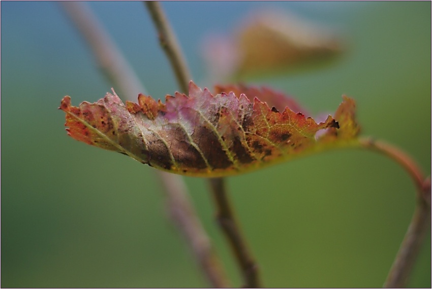 old leaf