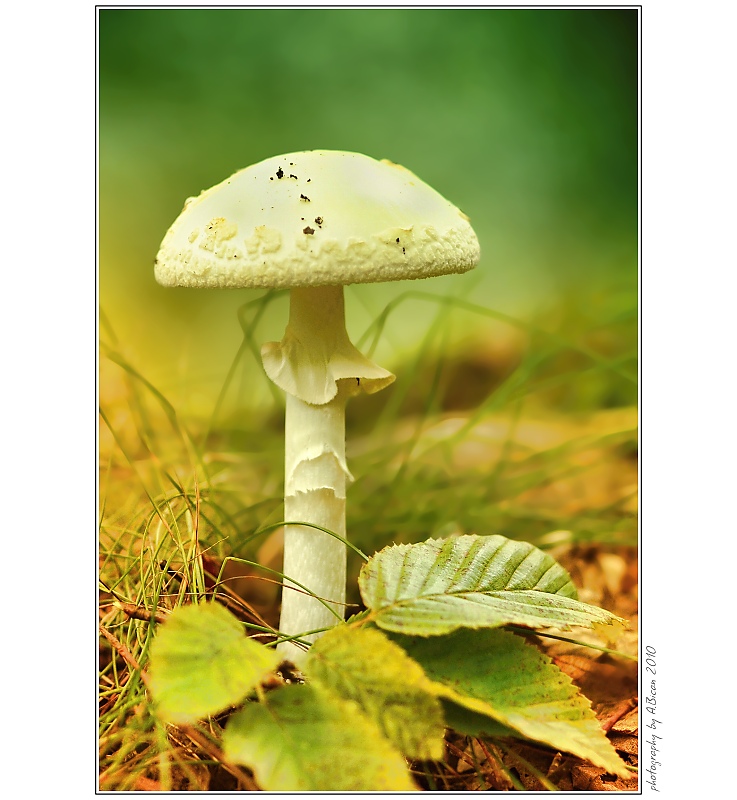...  Muchomůrka zelená (Amanita phalloides)  ...