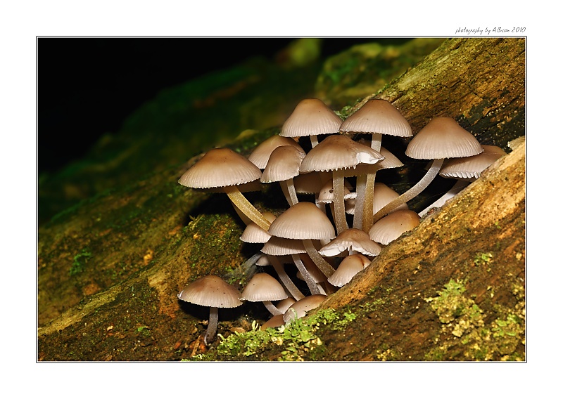 ... Helmovka krvonohá (Mycena hameatopus) ...