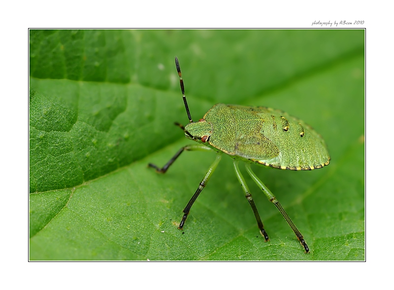 ... Kněžice - larva (Palomena sp.) ...