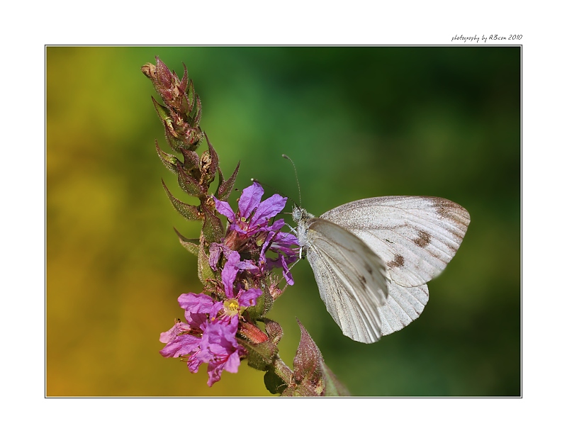 ... Bělásek řepkový (Pieris napi) ...