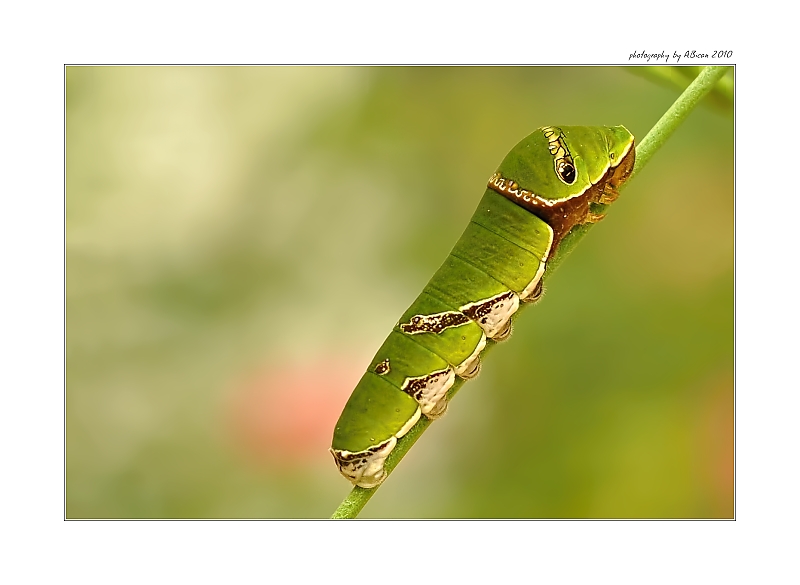 ... Housenka exotického motýla ...