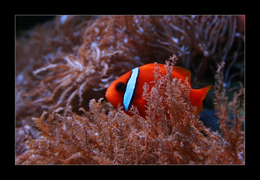 Nemo