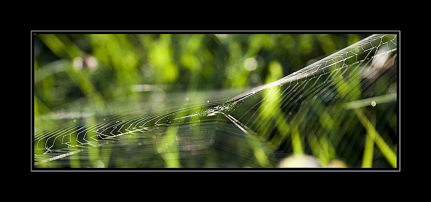 web