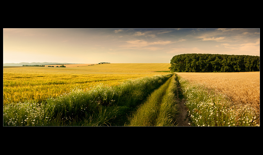 cestou medzi poliami...