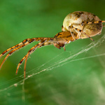 Pavúčik pútniček