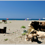 s kravami na pláži