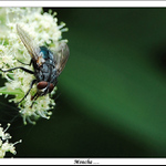 Moucha ...