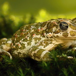 Bufo viridis - 6