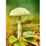 ...  Muchomůrka zelená (Amanita phalloides)  ...