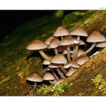 ... Helmovka krvonohá (Mycena hameatopus) ...