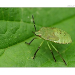 ... Kněžice - larva (Palomena sp.) ...