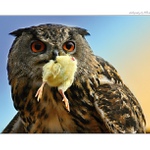 ... Výr s kořistí ...