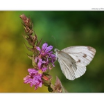 ... Bělásek řepkový (Pieris napi) ...