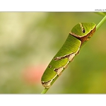 ... Housenka exotického motýla ...