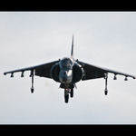 Harrier