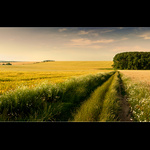 cestou medzi poliami...