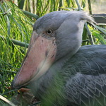 Tak tomu říkám pořádný nosan