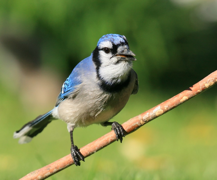 Blue jay,