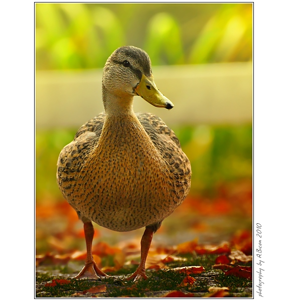 ... Podzimní kachna ...