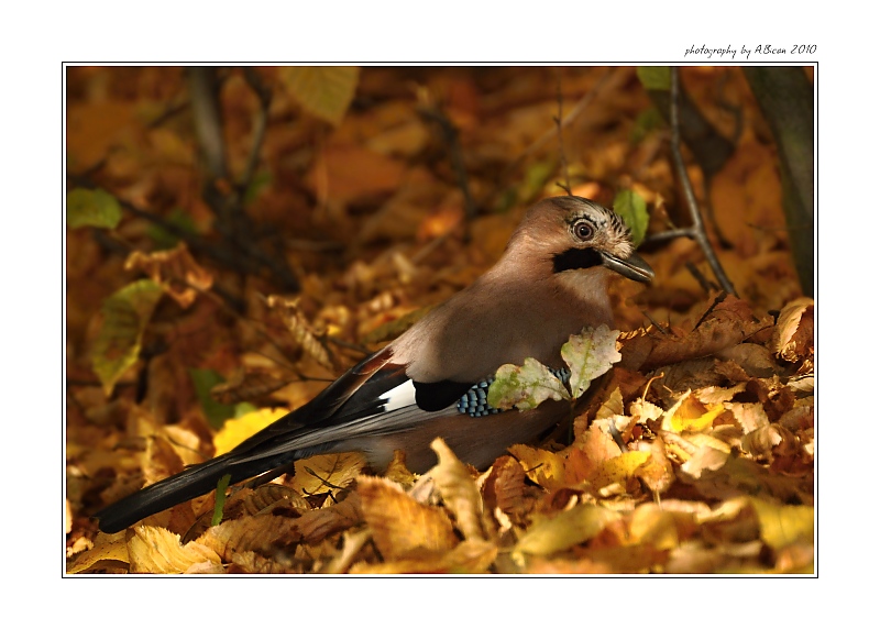 ... Sojka v listí ...