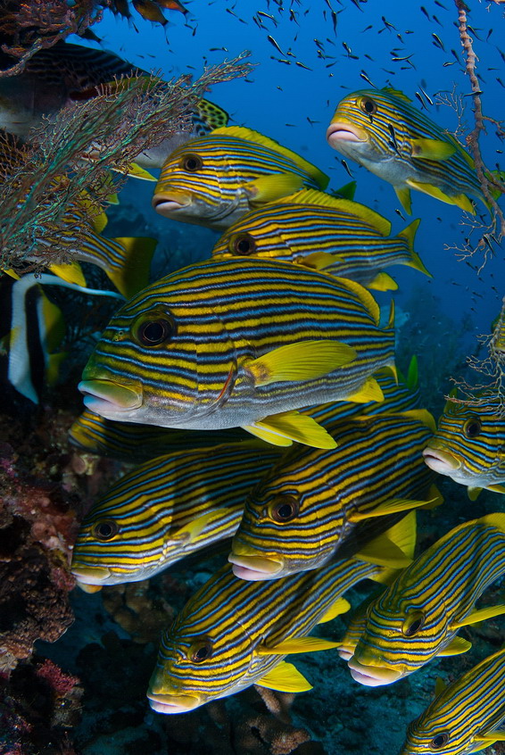 Sweetlips