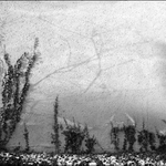 Zátiší s břečťanem v černobílé