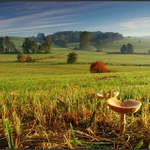 mochomůrková krajina