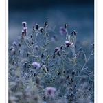 *.. ranní loukou..*