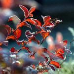 Sluníčko začíná hřát,ranní mrazík polevuje